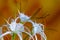 caribbean spider-lily, unique style white flower on multicolored background