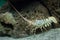 Caribbean spiny lobster Panulirus argus