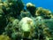 Caribbean star coral or boulder star coral, common star coral Orbicella annularis undersea, Caribbean Sea, Cuba
