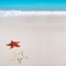 Caribbean starfish tropical sand turquoise beach