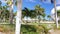 Caribbean street with asphalt road and palm trees