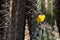 Caribbean sugar thief bird sits on cactus