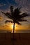 Caribbean sunrise palm trees Riviera Maya