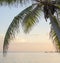 Caribbean Sunrise Palms Background