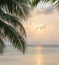 Caribbean Sunrise Palms Background