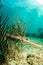 Caribbean trumpetfish