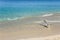 Caribbean turquoise water and white sand. Flying seagull.