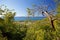 Caribbean Vegetation And Sea, Antigua