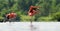 Caribean Flamingo bathing