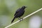 Caribische Troepiaal, Carib Grackle, Quiscalus lugubris