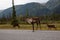 Cariboo family walking on a scenic road during a cloudy morning sunrise.