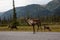 Cariboo family walking on a scenic road during a cloudy morning sunrise.