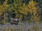 Caribou Alaska Highway Yukon Canada