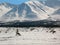 Caribou in Alaska Range (Broad Pass)