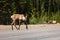 Caribou along the Alaska Highway