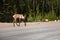 Caribou along the Alaska Highway