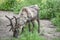 Caribou with Antlers Eating