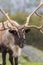 Caribou Bull Close Up