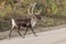 Caribou Bull in Velvet Crossing Road