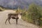 Caribou Bull in Velvet in Road