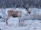 Caribou in Denali