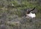 Caribou in Denali National Park