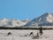 Caribou Eating in Broad Pass in the Alaska Range