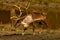 Caribou in the fall near a small lake, Quebec, Canada.