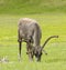 Caribou feeding