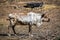 Caribou with Full Rack of Antlers