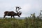 Caribou on Hilltop