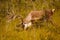 Caribou with huge antlers in pasture in Kenai, Alaska