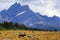 Caribou, Jasper National Park