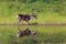 Caribou with reflection on the shore of a lake