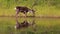 Caribou with reflection on the shore of a lake in Denali National Park