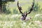 Caribou / Reindeer in an Open Meadow