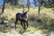 Caribou Reindeer in an Open Meadow