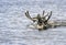 Caribou or reindeer swim across the river during the summer seasonal migration