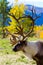 Caribou (Reindeer) in the Yukon Territories, Canada