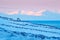 Caribou in snow. Wild Reindeer in snow, Svalbard, Norway. Deer on rocky mountain in snowy habitat. Wildlife scene from nature.