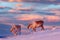 Caribou in snow. Wild Reindeer in snow, Svalbard, Norway. Deer on rocky mountain in snowy habitat. Wildlife scene from nature.