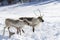 Caribou standing in the snow