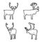 Caribou Vector Illustration Hand Drawn Animal Cartoon Art