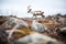 caribou walking past boulder field in tundra