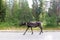Caribou walking on the road on a summer evening in Finland