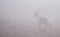 A Caribou walks in a foggy landscape in Alaska.