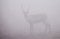 A Caribou walks in a foggy landscape in Alaska.