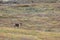 Caribou wanders on tundra