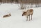 Caribou in the winter (Omega Park of Quebec)