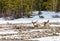 Caribous having a rest in a river bed in Denali National Park, Alaska